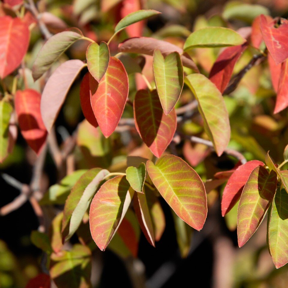 Close-up of colorful leaves in shades of red, orange, and green on brown branches.
