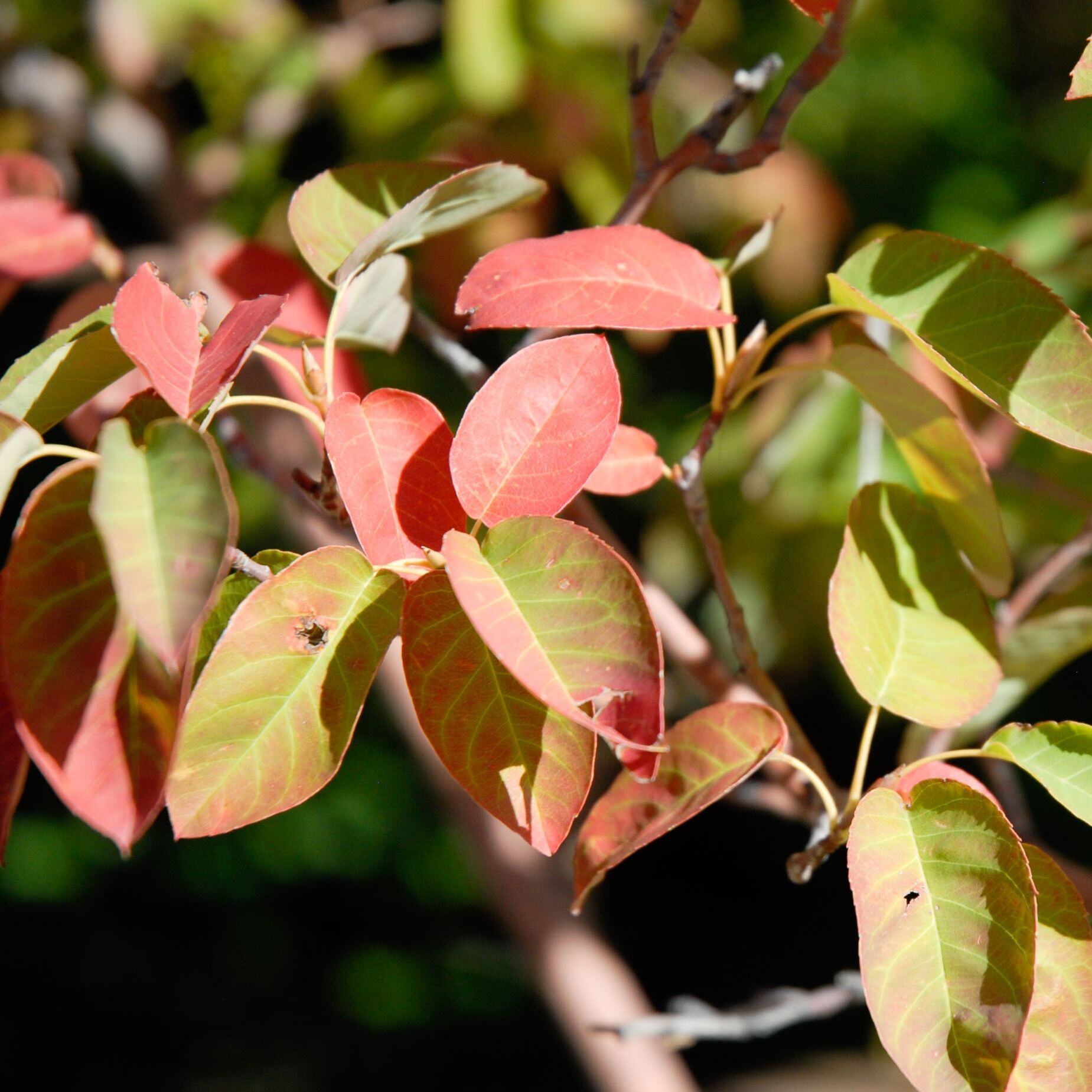 Close-up of colorful leaves ranging from green to red on a branch.