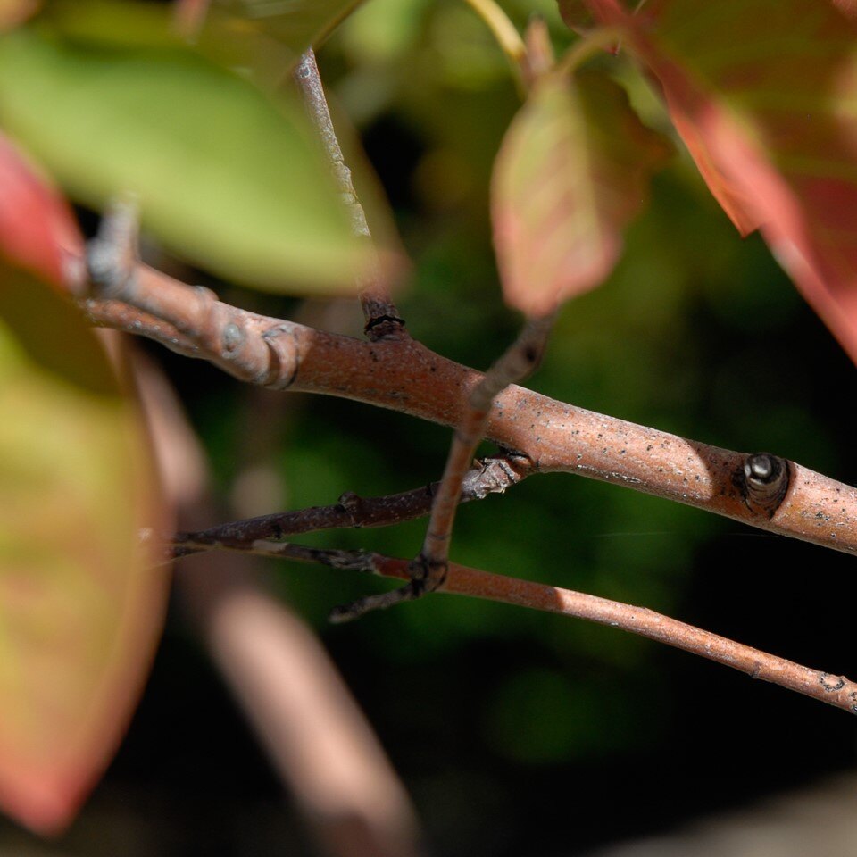 Close-up of tree branches with green and red leaves.