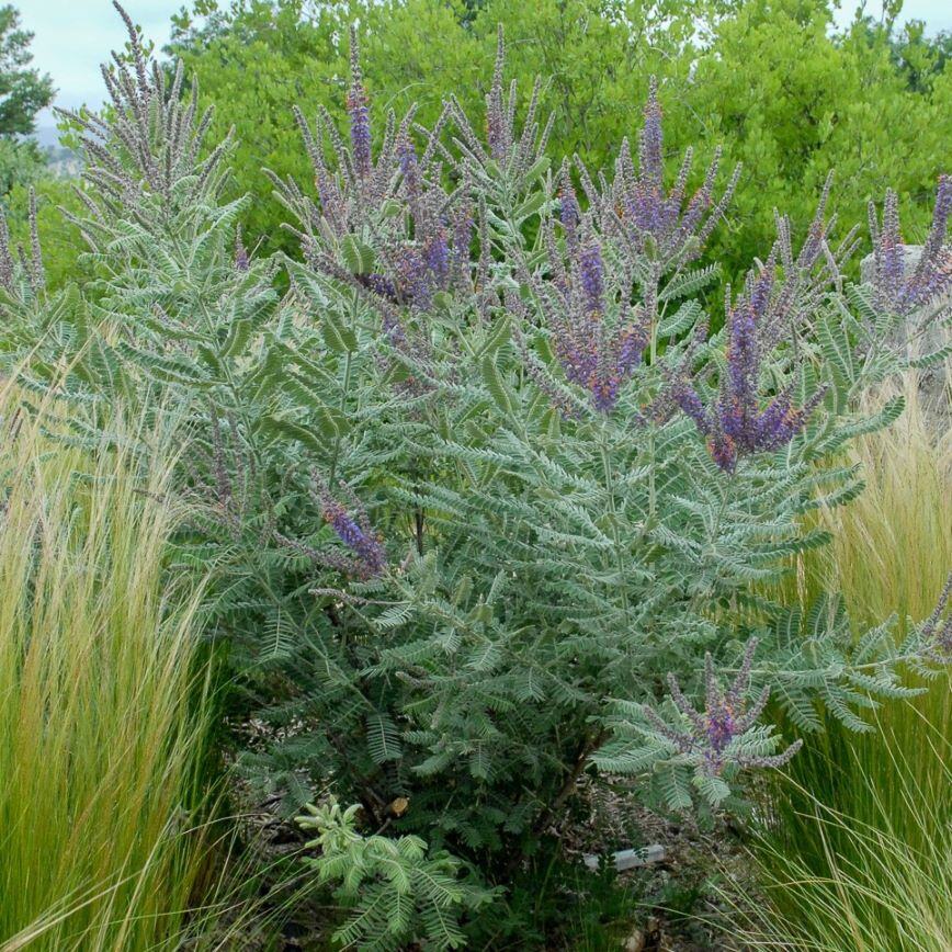 A bushy plant with pale green leaves and purple flower spikes surrounded by tall grasses and trees.