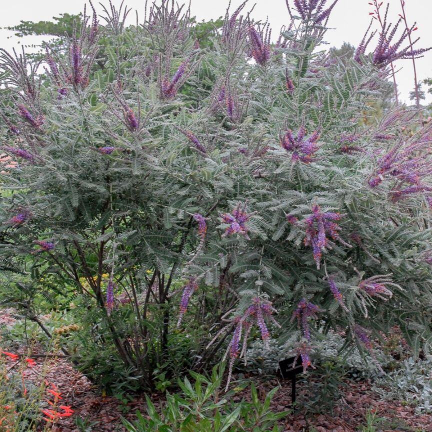 A bushy plant with silvery-green leaves and purple flower spikes in a garden setting.