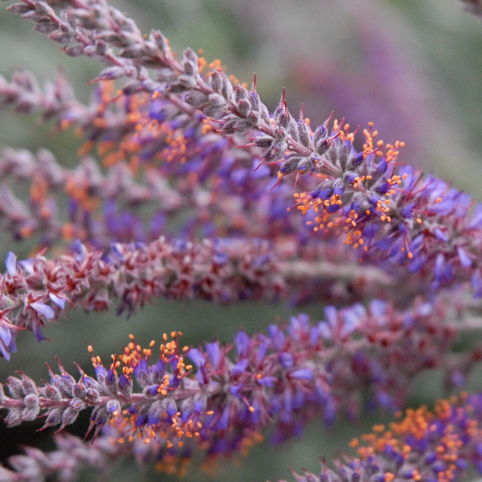 Close-up of purple flower spikes with orange tips.