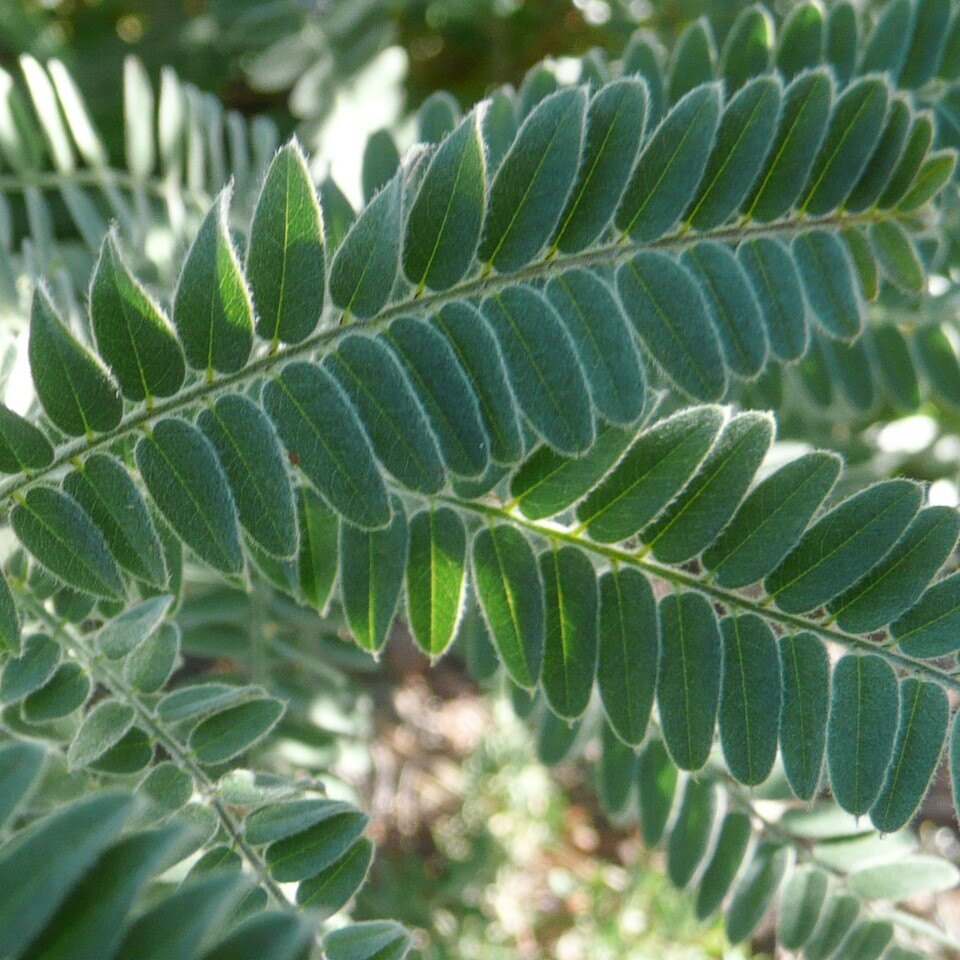 Close-up of green fern-like leaves with small, oval leaflets.