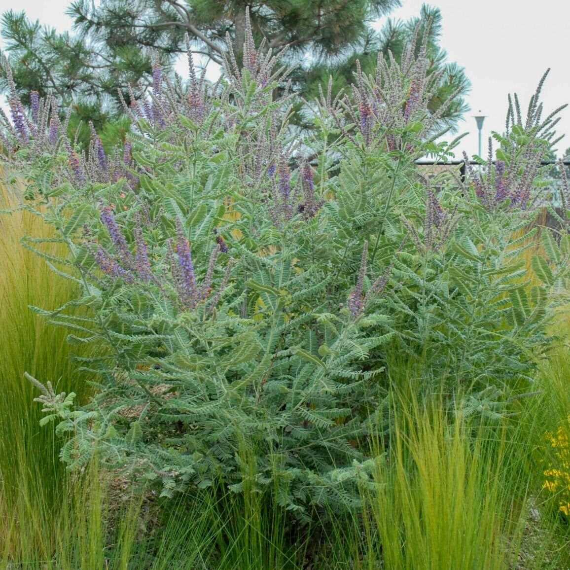 A bushy plant with purple flowers and fern-like leaves in a garden setting with tall grasses and pine trees in the background.
