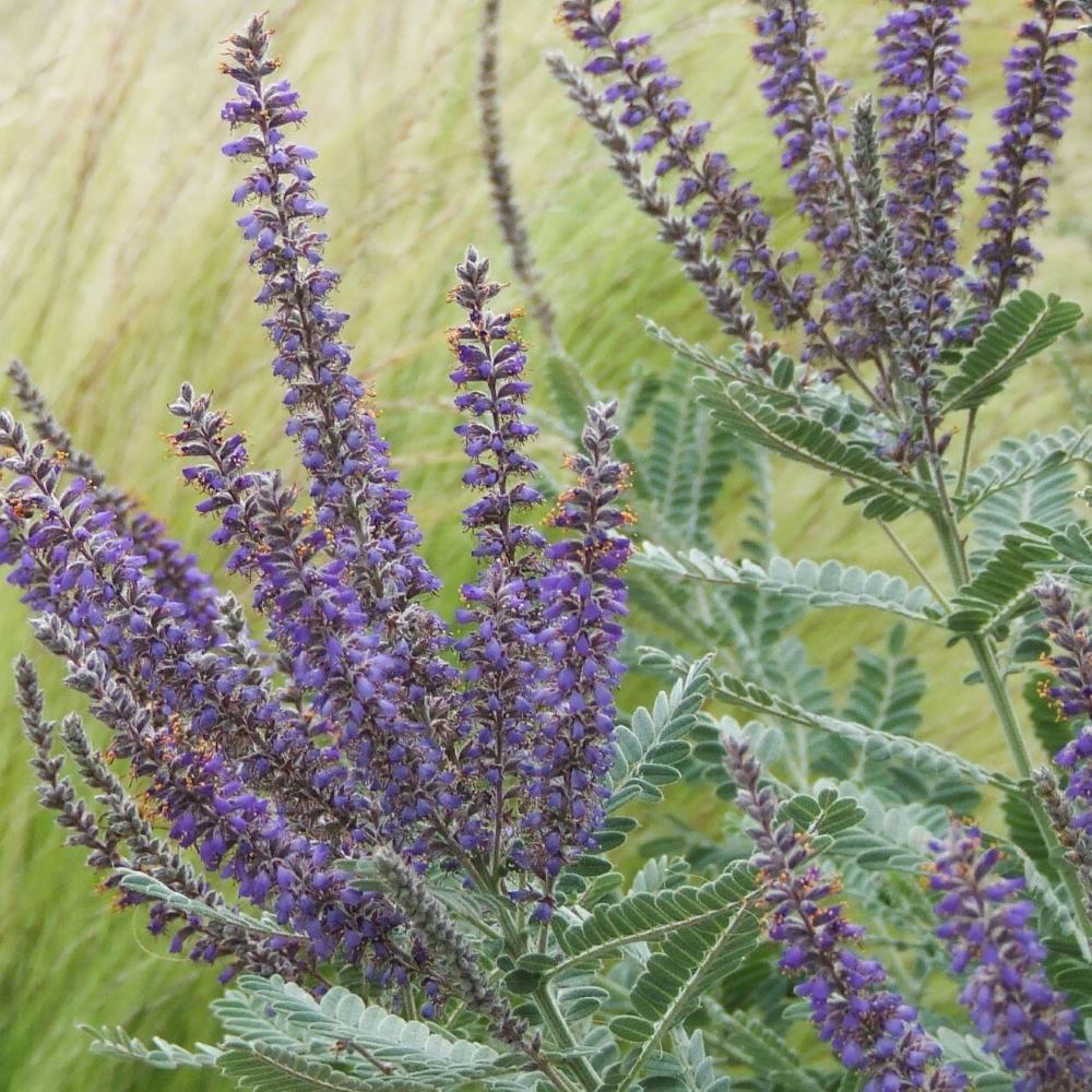 Purple flowering plants with serrated leaves against a grassy background.