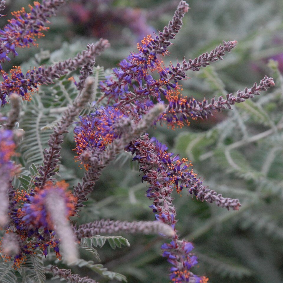 Close-up of purple flowers with orange anthers on fuzzy spikes.