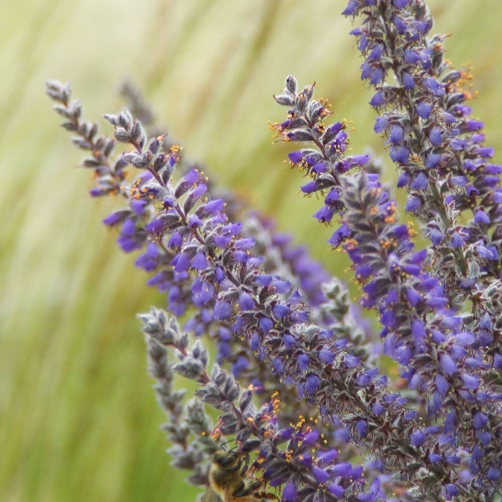 Close-up of purple flowers with orange stamens and a bee against a green background.