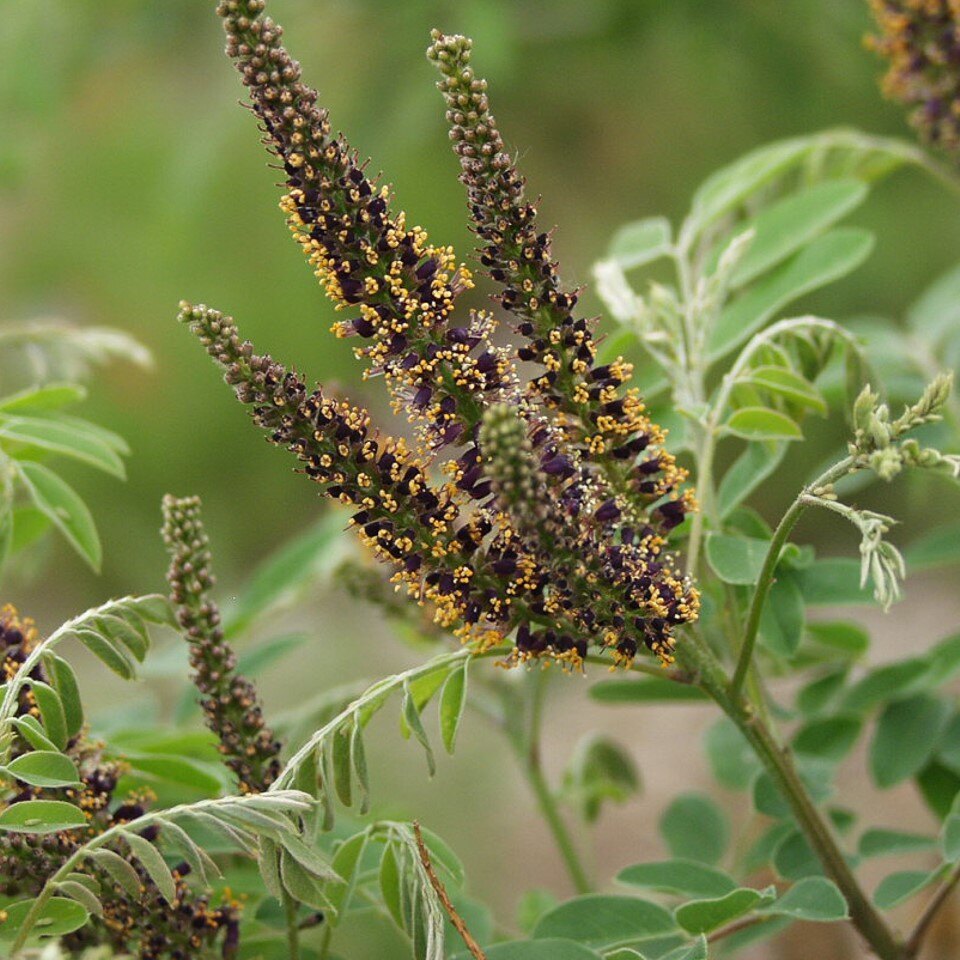 Close-up of a plant with purple and yellow flower spikes and green leaves.