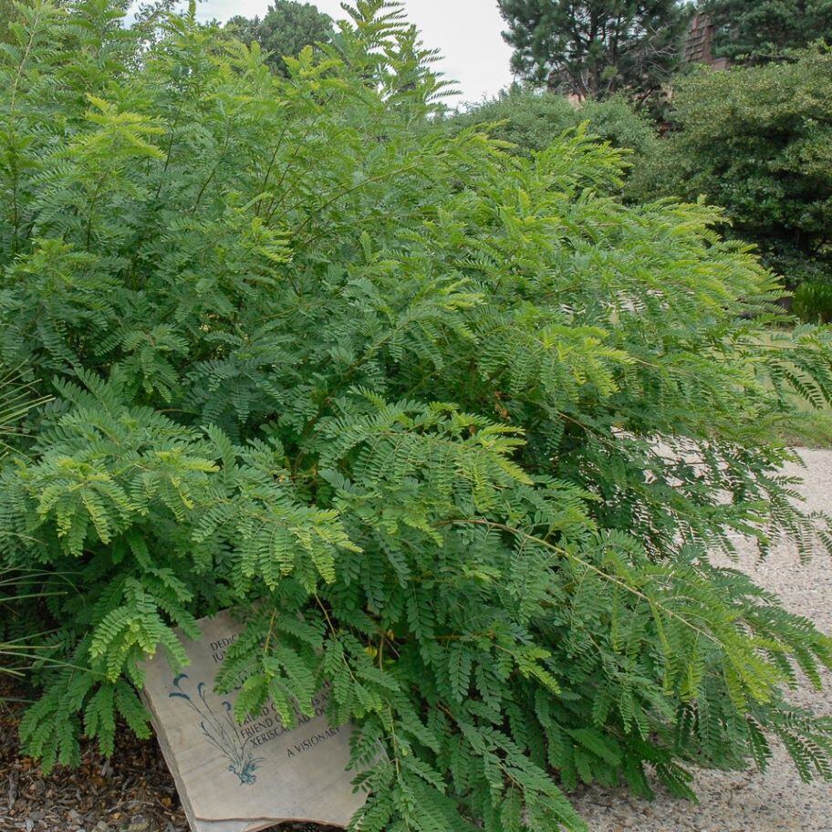 Lush green shrub with fern-like leaves and a partially visible engraved plaque.
