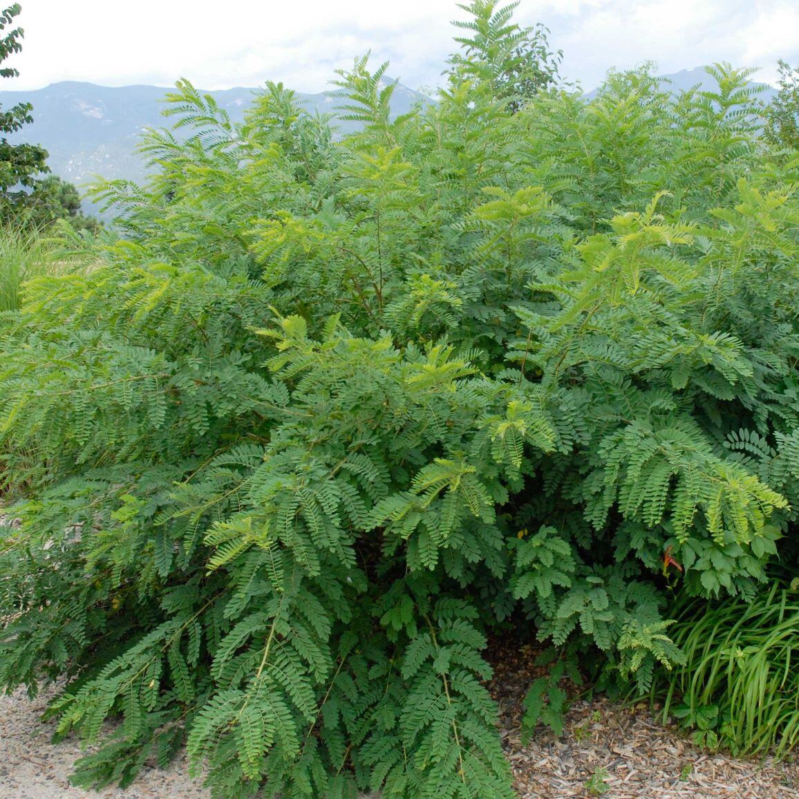 A lush, green shrub with compound leaves, set against a distant view of mountains and a cloudy sky.