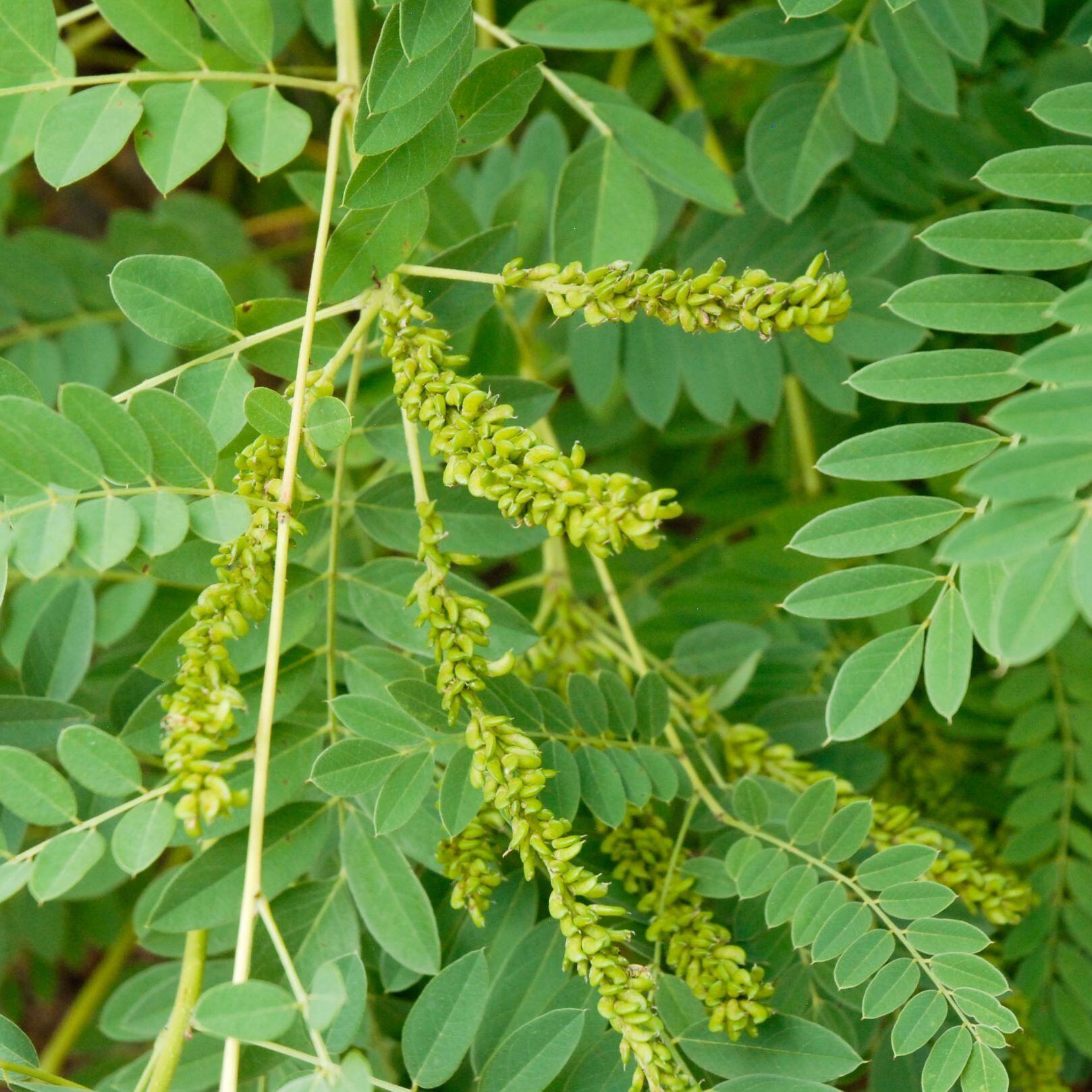 Close-up of a plant with green compound leaves and clusters of small green flower buds.