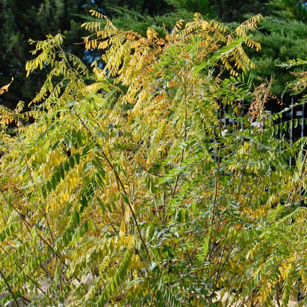 Acacia leaves in varying shades of green and yellow with a background of dark green trees.