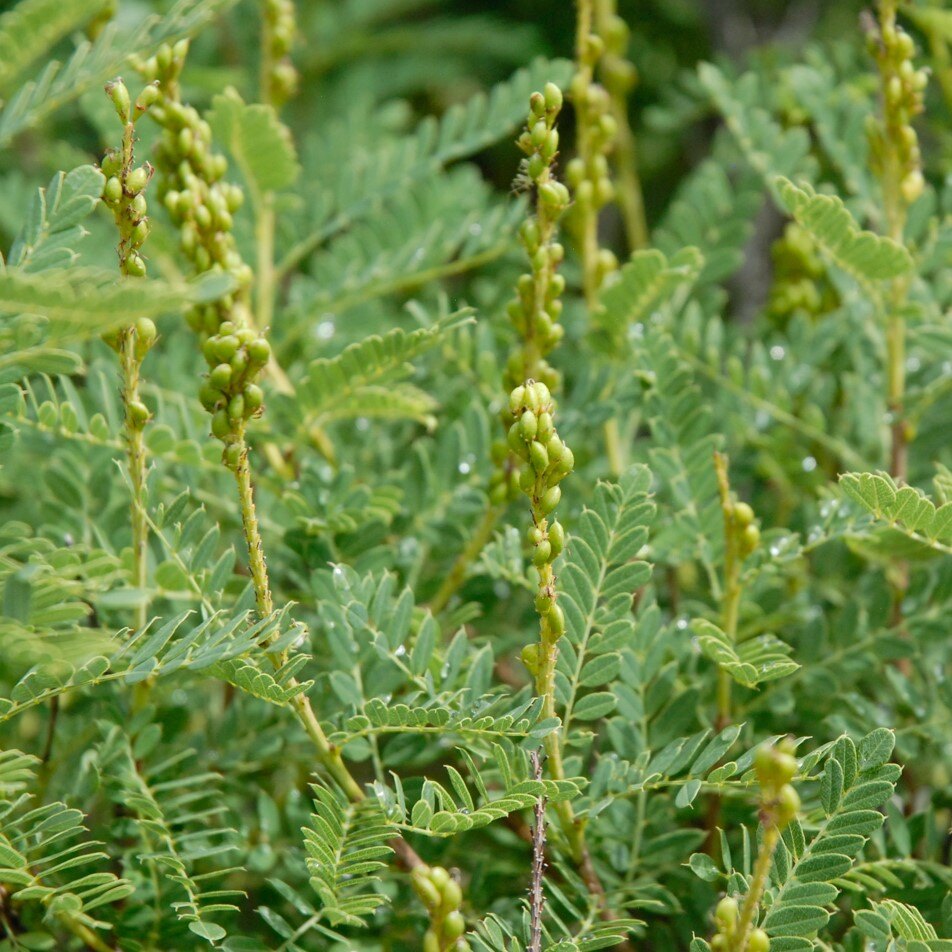 Close-up of a green plant with elongated, feather-like leaves and small, clustered buds.