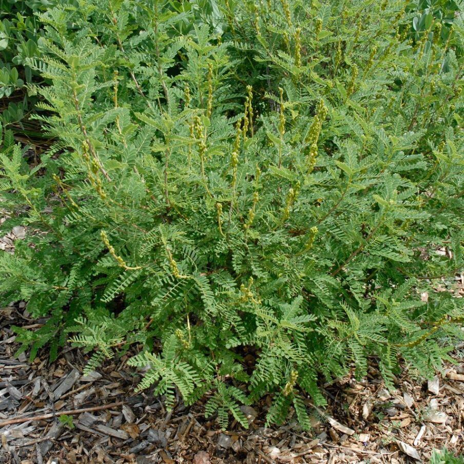 A green plant with fern-like leaves and yellow buds surrounded by wood chips.
