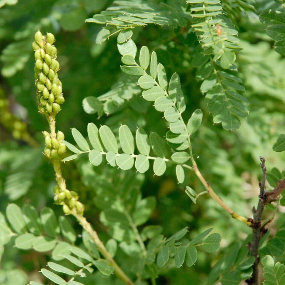Close-up of green plant with compound leaves and a cluster of small buds.