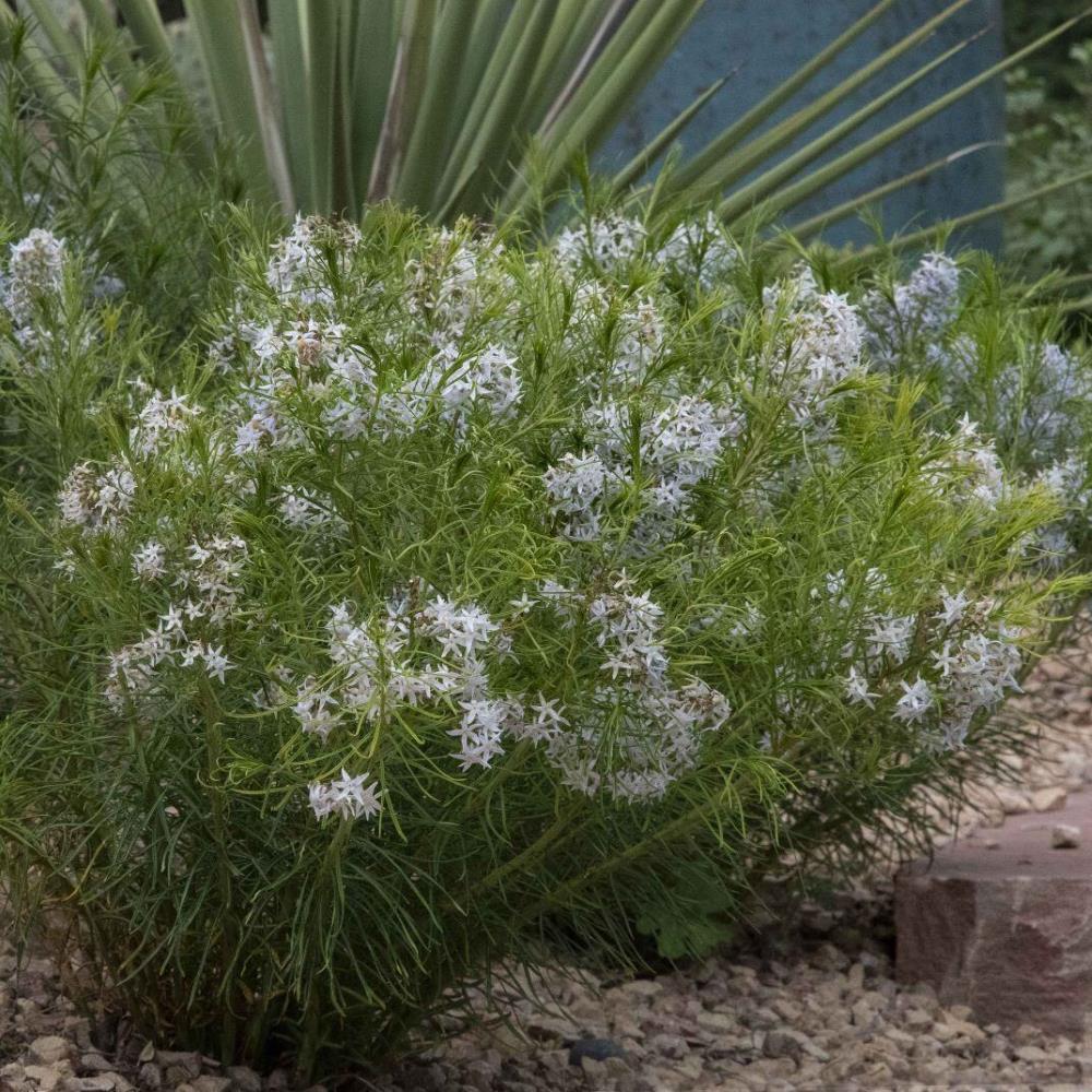 Hubricht's Blue Star