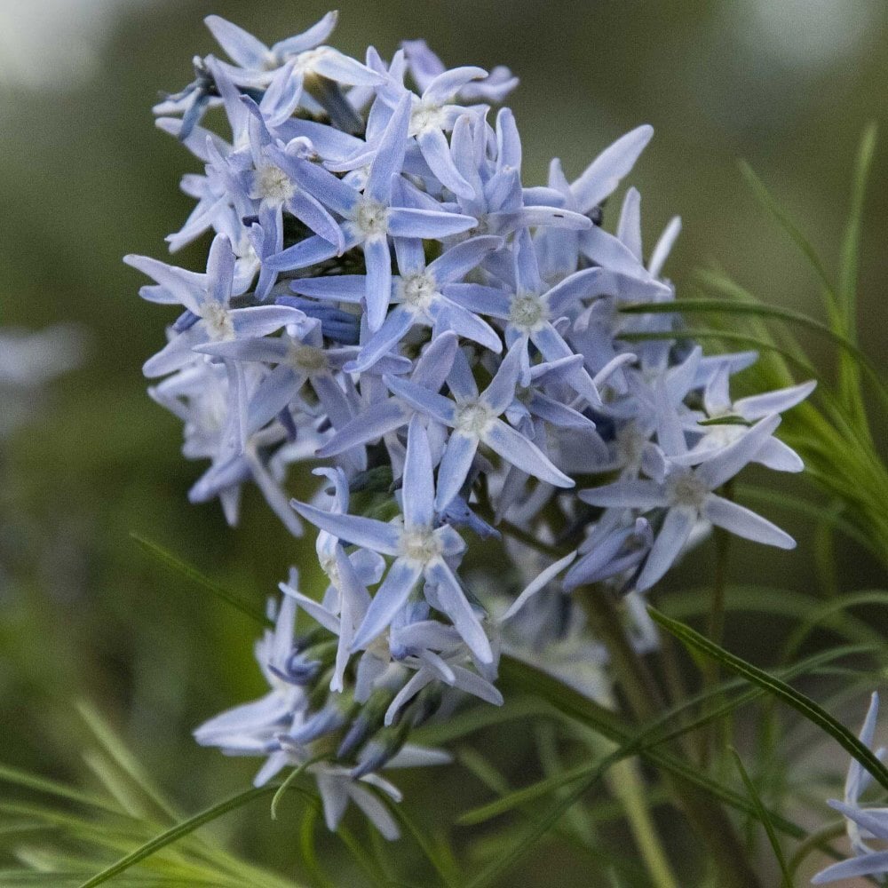 A cluster of light blue star-shaped flowers with thin green leaves.