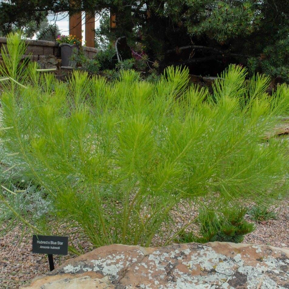 A green shrub with needle-like leaves labeled as 