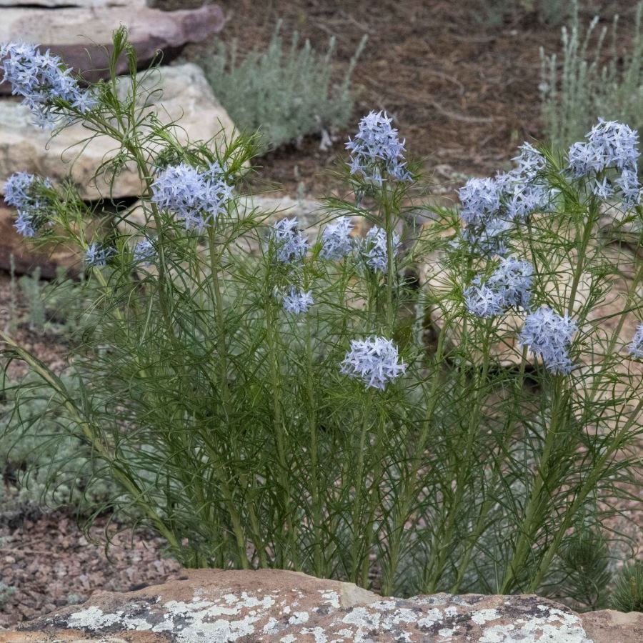 Tall green stems with clusters of light lavender-blue star-shaped flowers in a rocky outdoor setting.