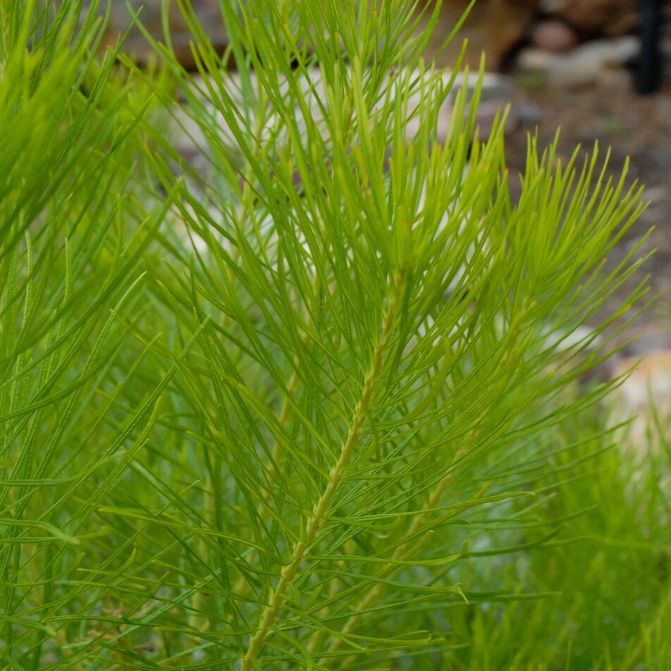 Close-up of a green horsetail plant with slender, needle-like leaves.