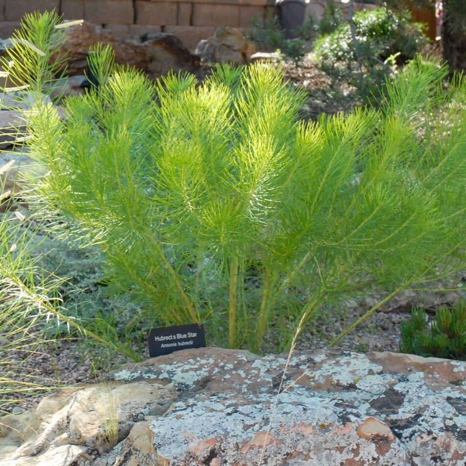 ,A plant with feathery, needle-like leaves labeled 