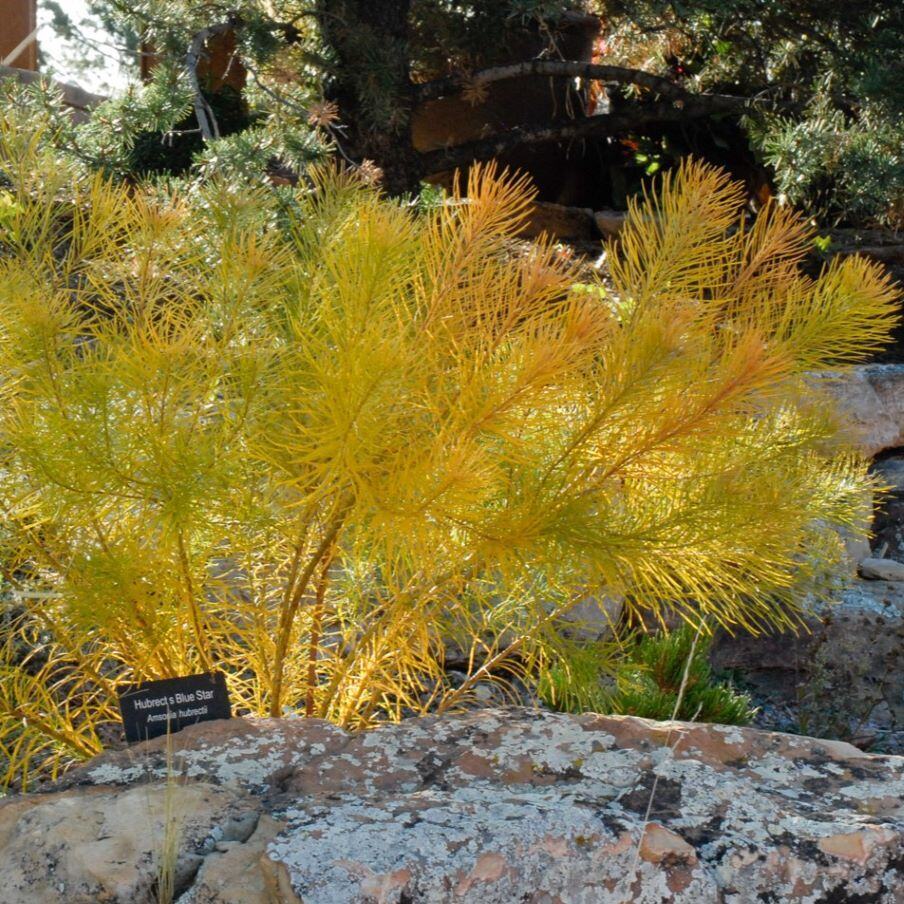 A vibrant yellow plant with needle-like leaves in a natural rocky garden setting.