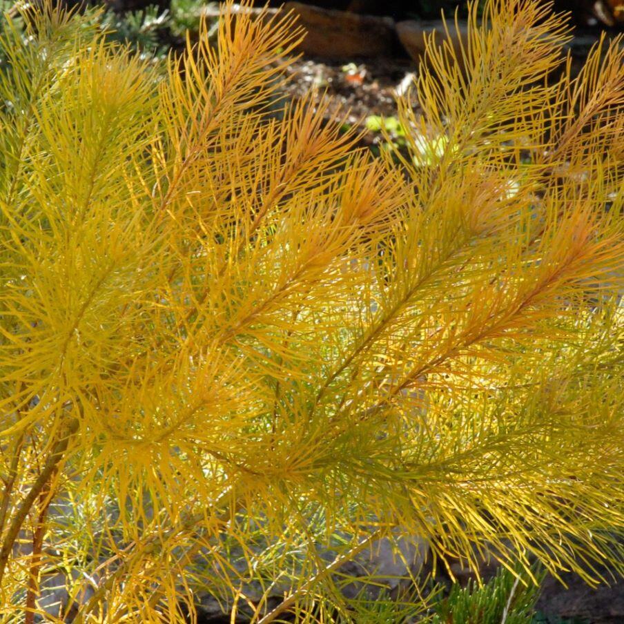 Close-up of a plant with golden yellow, needle-like leaves.