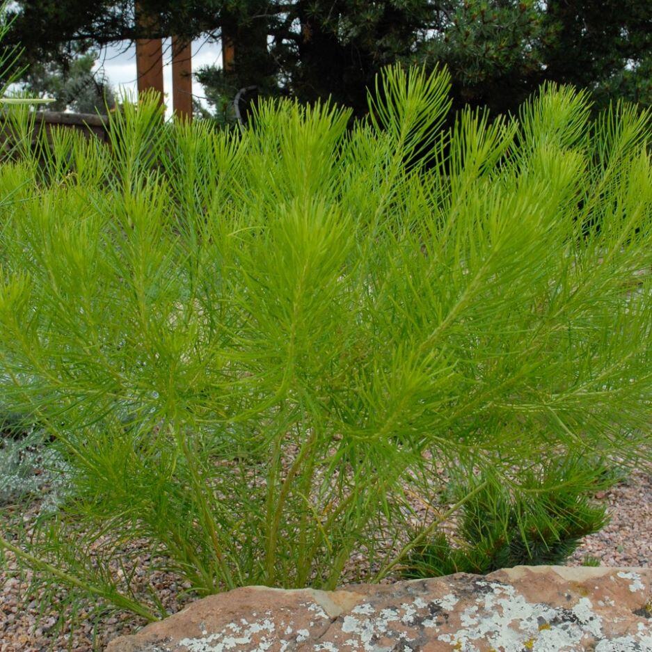 A green shrub with needle-like leaves in a natural setting, framed by a rock and trees.