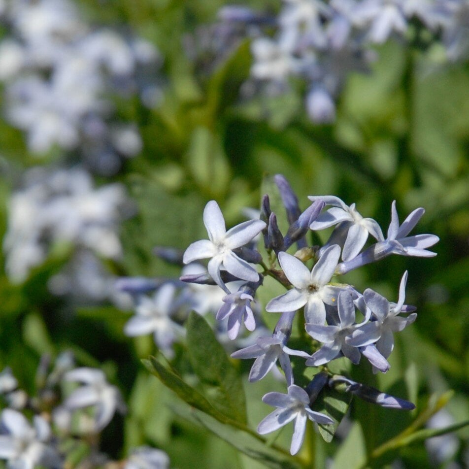 Colorado Desert Blue Star