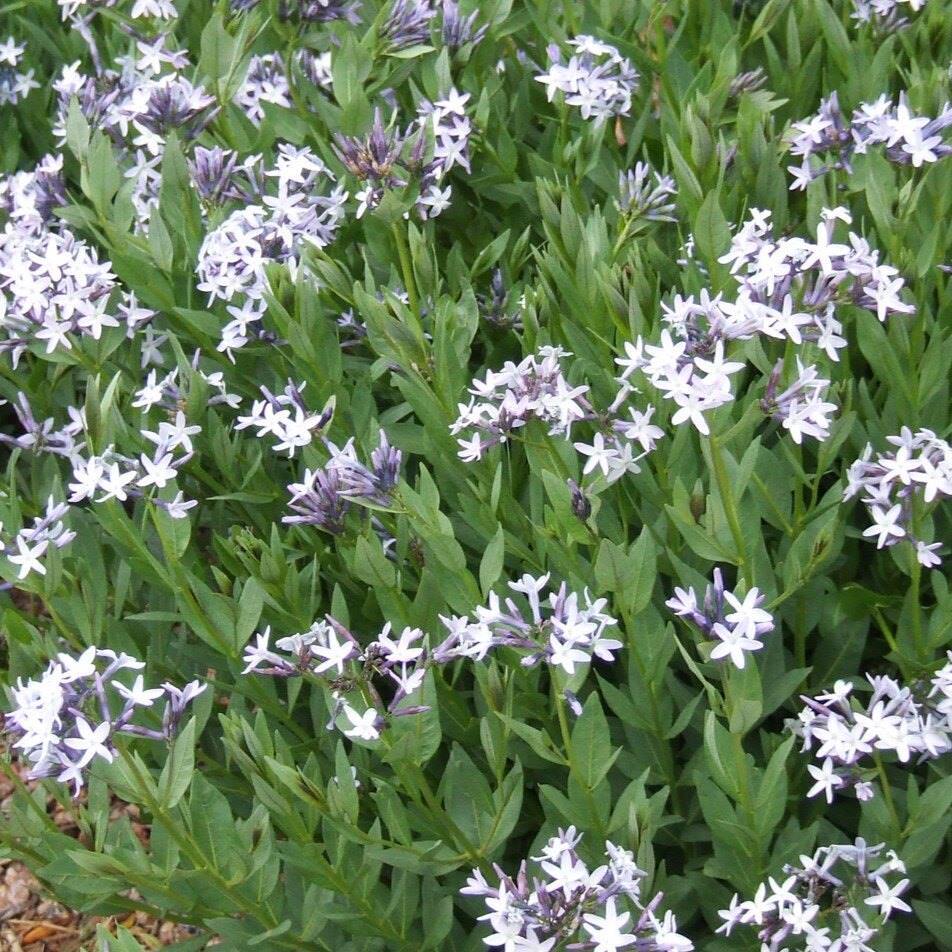 A dense cluster of green plants with small pale purple star-shaped flowers.