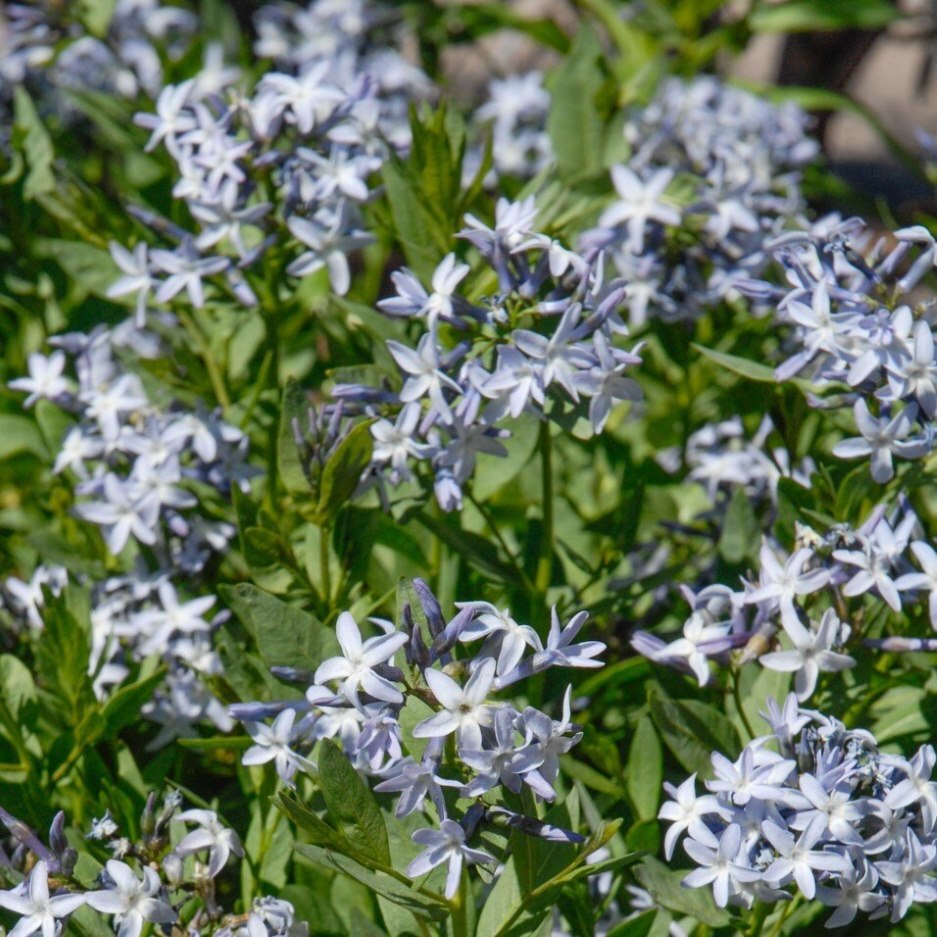 Clusters of light blue, star-shaped flowers with green foliage.