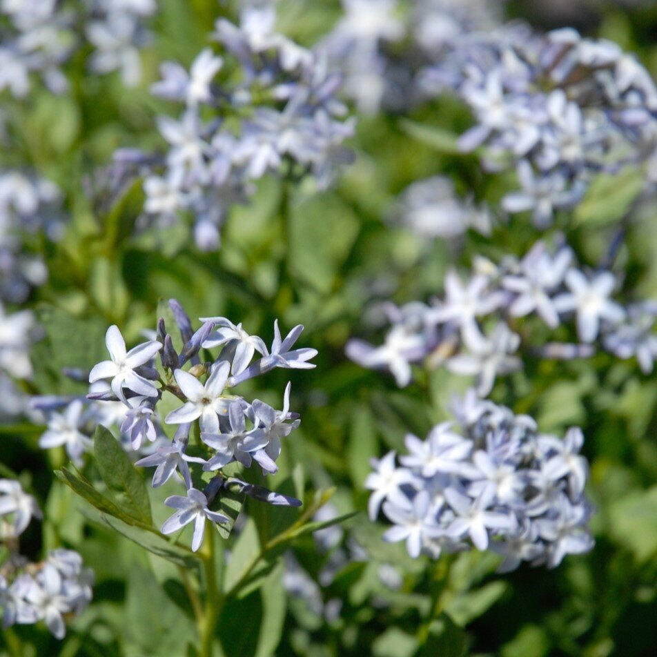 Cluster of pale blue star-shaped flowers with green leaves.