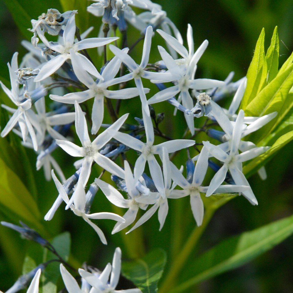 Eastern Blue Star