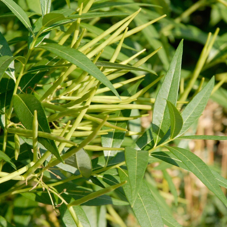 Close-up of a plant with light green seed pods and elongated green leaves.
