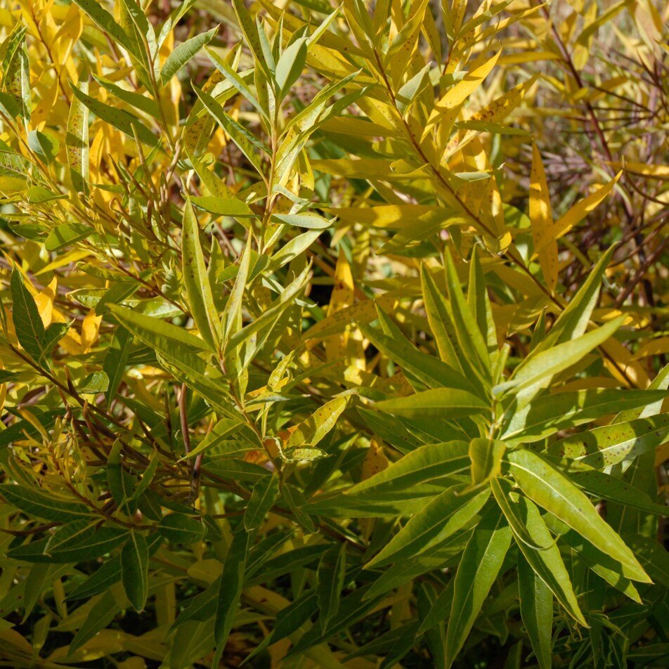 Dense greenery with slender, pointed leaves in green and yellow hues.
