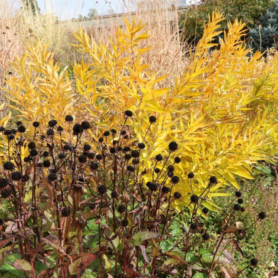 A lush garden with dark brown seed heads in front of bright yellow foliage.