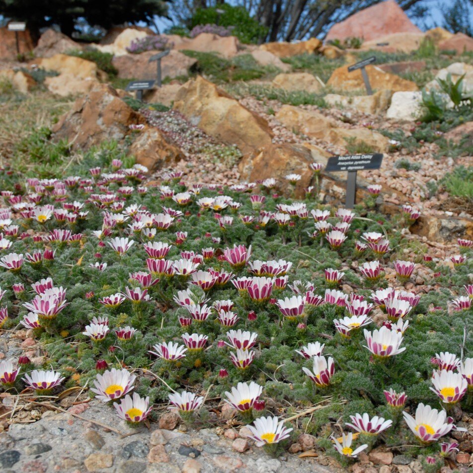 A rock garden with white and purple flowers and signs indicating plant names.
