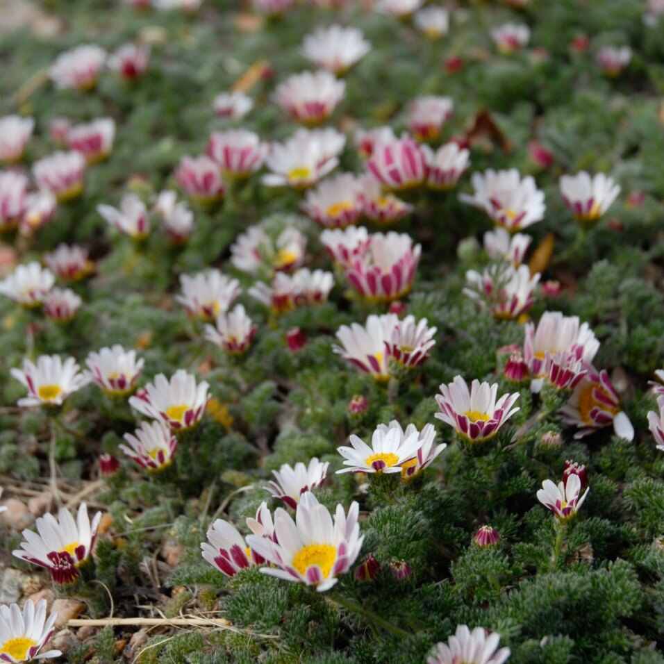 A cluster of white daisies with yellow centers and pinkish-red accents among green foliage.