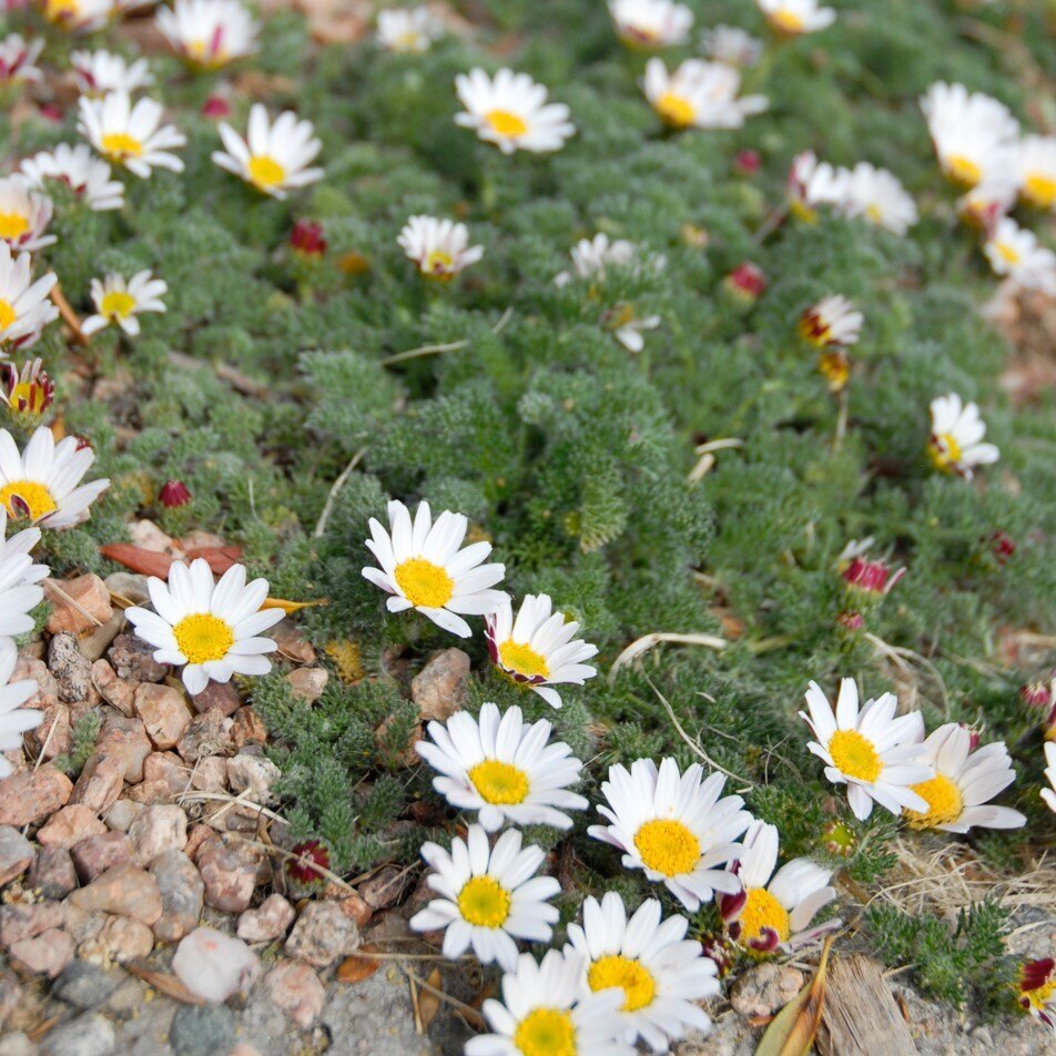 White daisies with yellow centers grow amidst green foliage and pebbles.