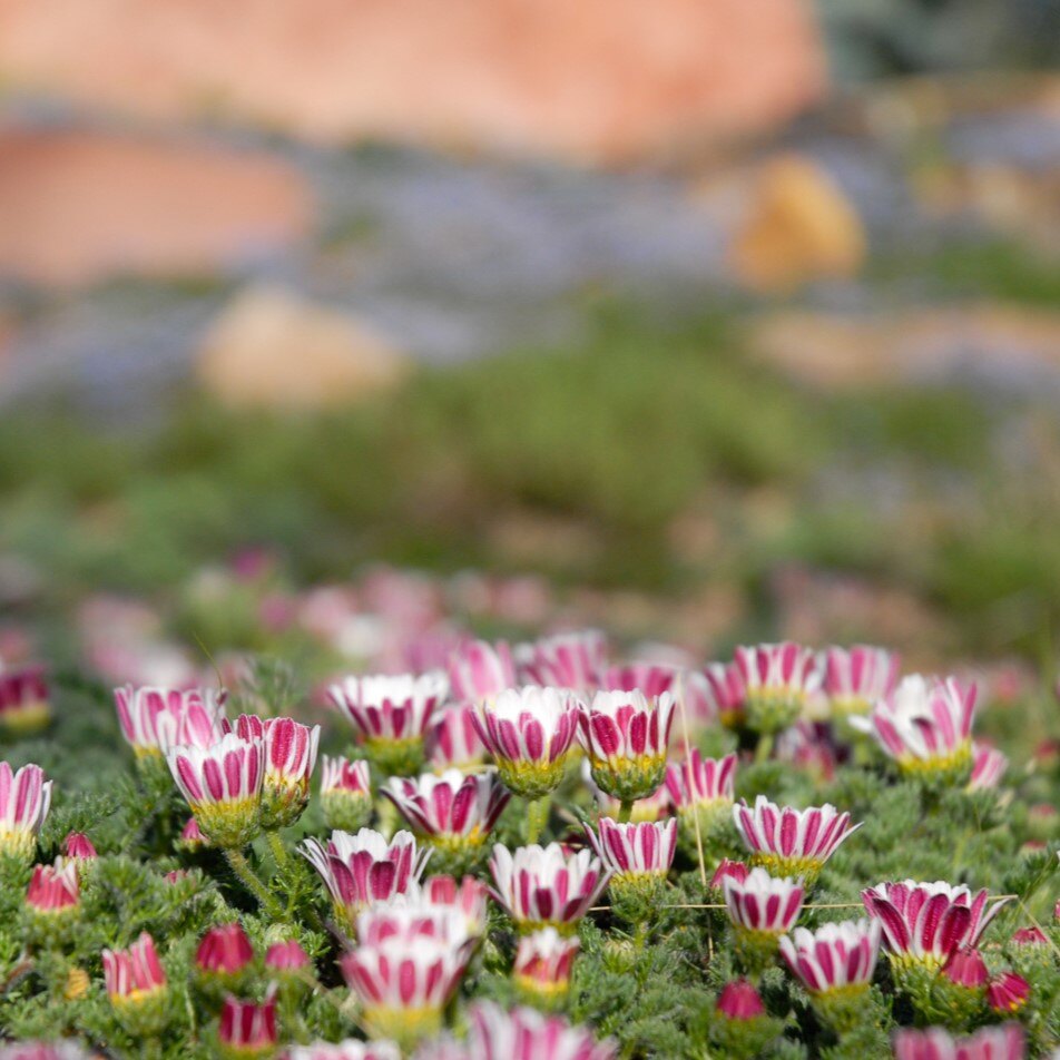 Close-up of white and magenta striped flowers in a field.