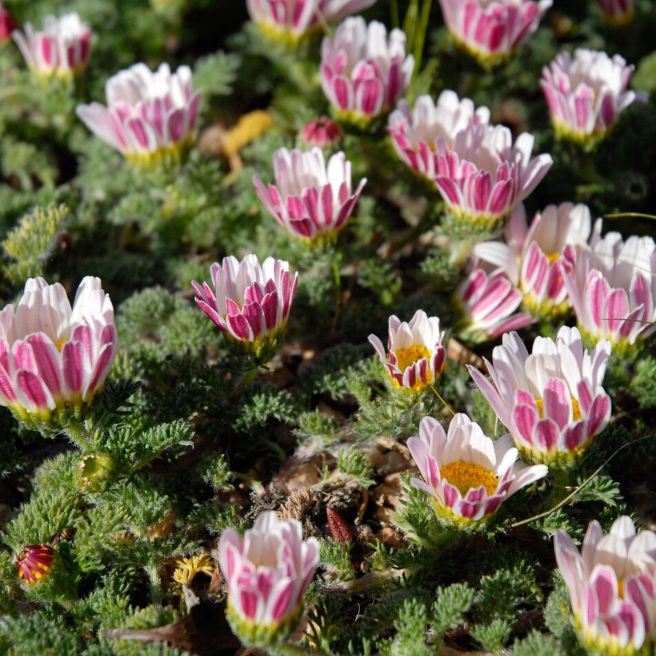 Flowers with white and pink petals and yellow centers in green foliage.