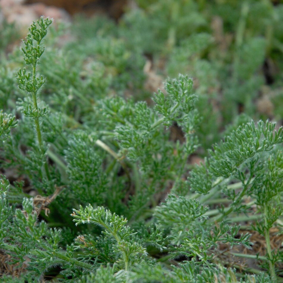 Close-up of dense green plants with feathery leaves in a natural setting.