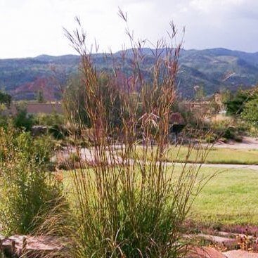 Big Bluestem