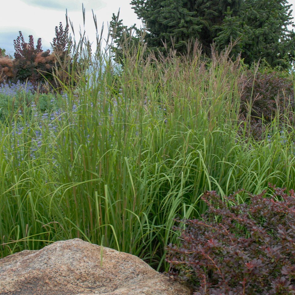Lush garden with tall grasses, a rock, and various plants, including a large evergreen tree in the background.