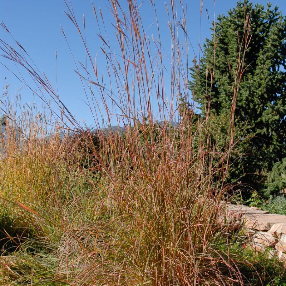 Tall golden grasses with a large evergreen tree in the background under a clear blue sky.