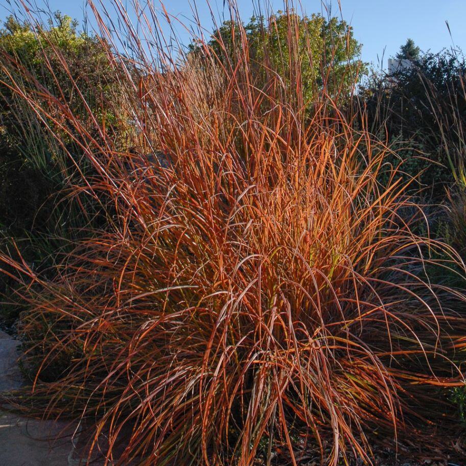 A clump of reddish-orange ornamental grass in a garden.