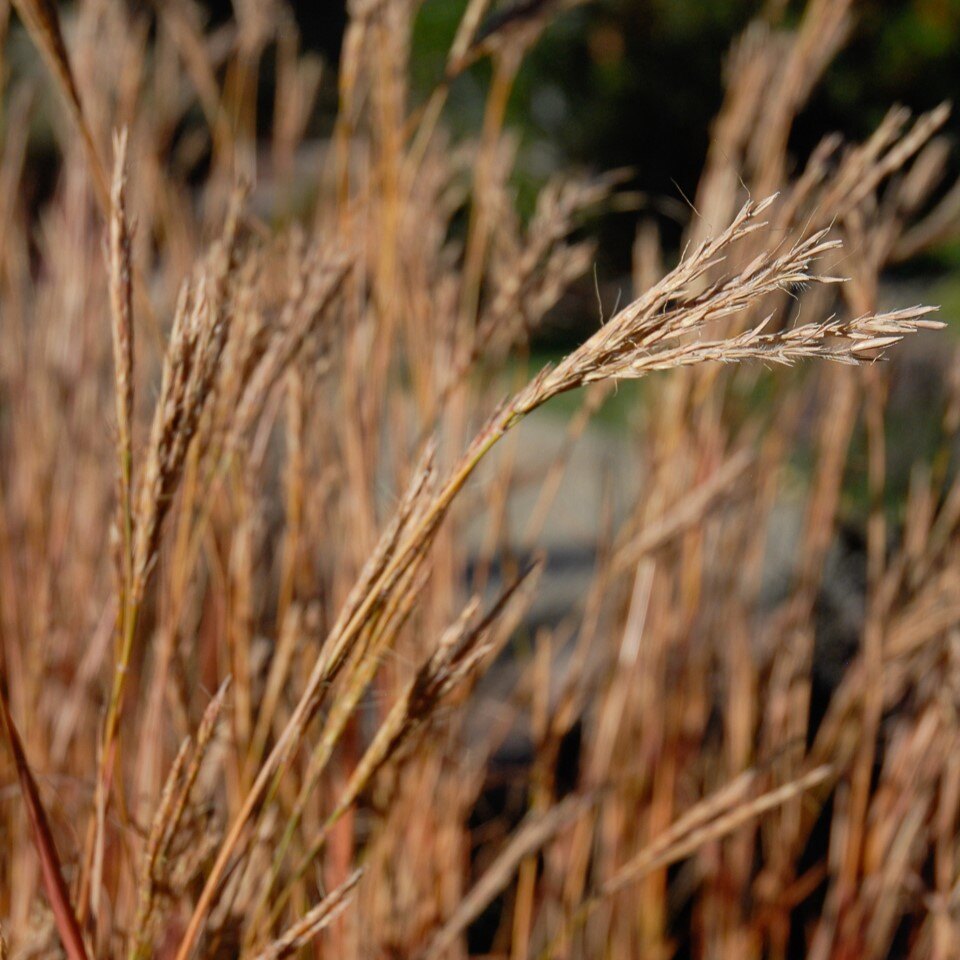 Close-up of golden-brown grass with a softly blurred background.