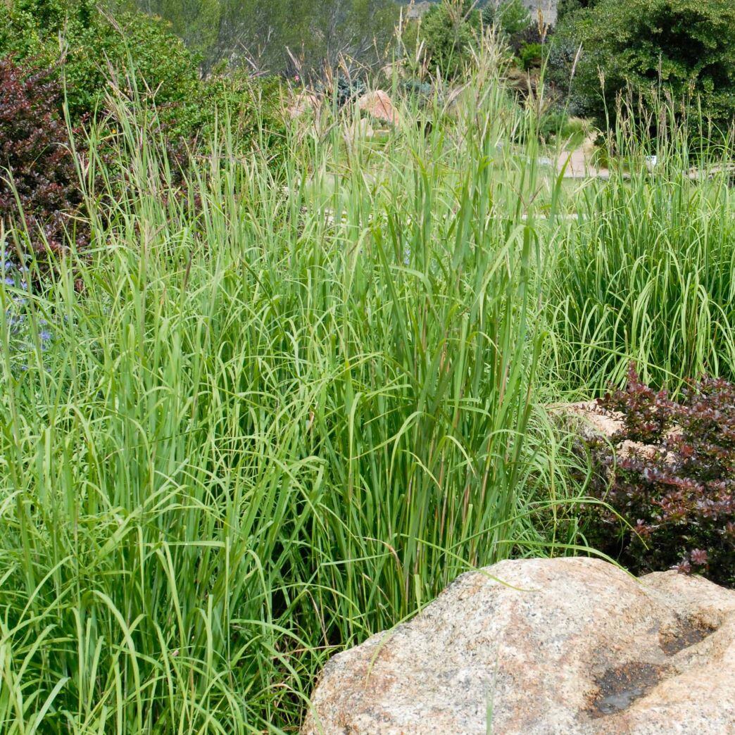 Tall green grasses with shrubs and a large boulder.