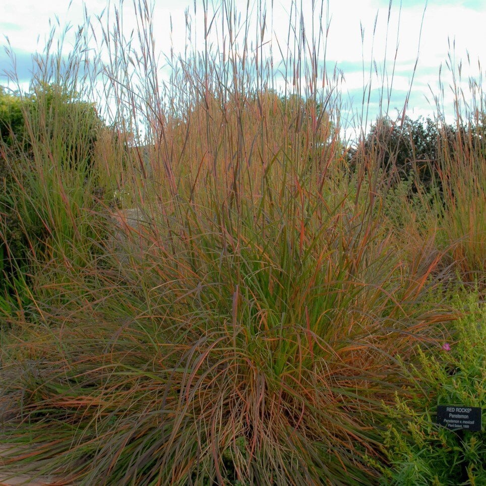 Tall grass with green and reddish-brown stalks, set against a background of lush vegetation and a partially cloudy sky.