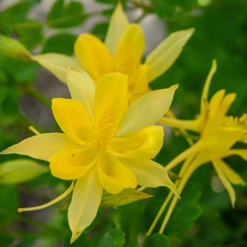 Denver Gold Columbine